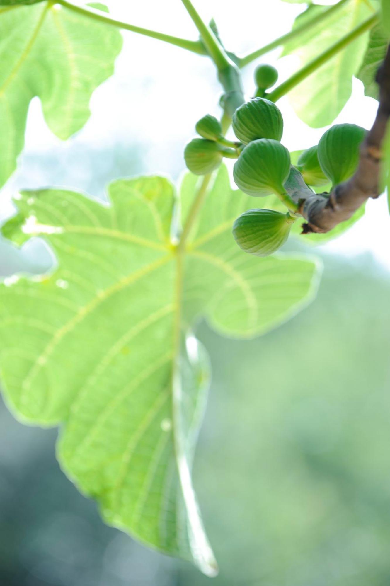 Casa Rural Mas Garganta La Pinya ภายนอก รูปภาพ